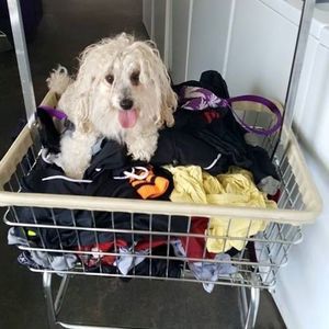 Meet your Posher, Justin